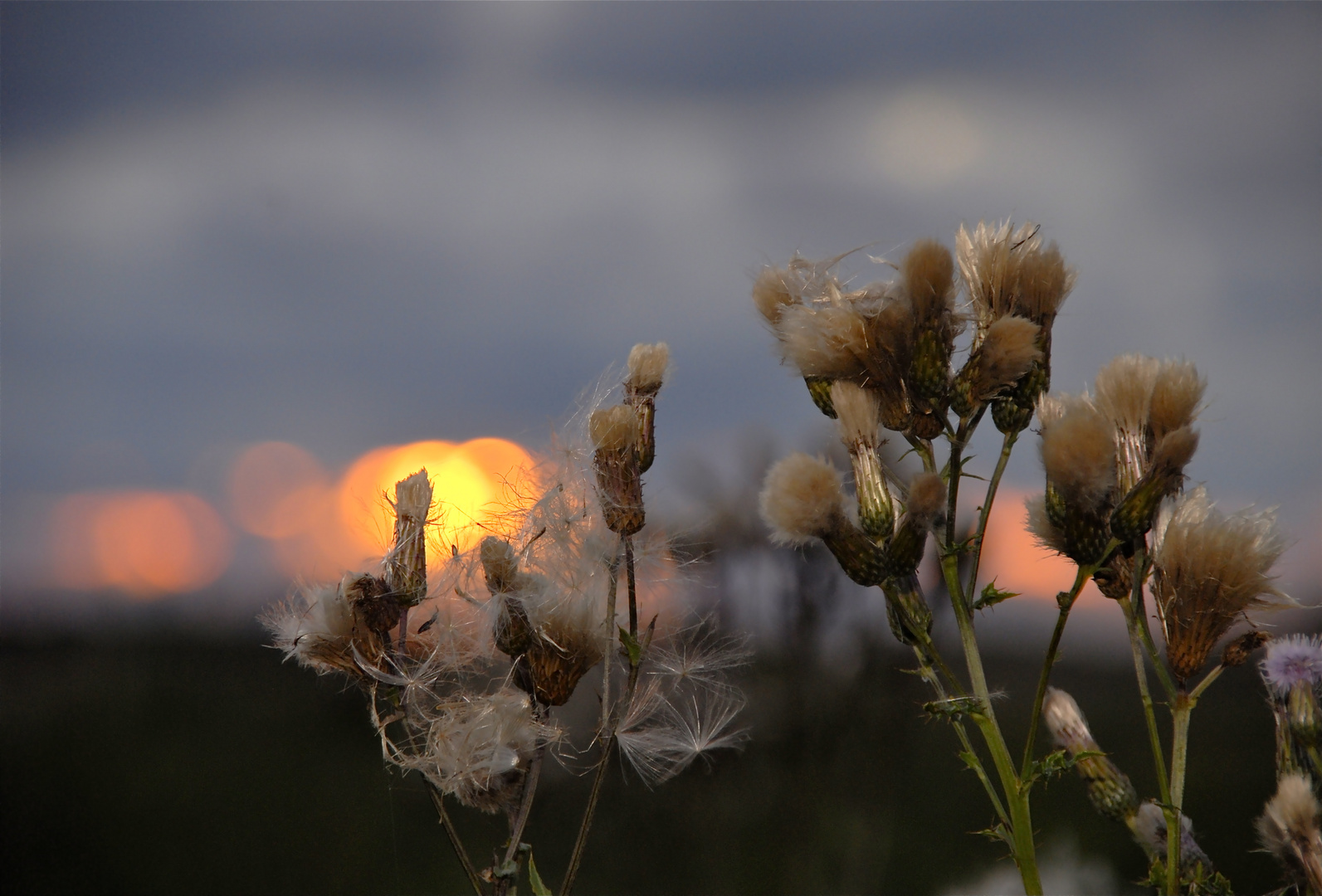 Natur I