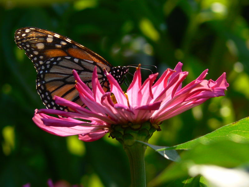 Natur Idylle in New York City