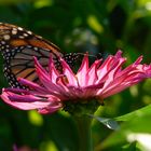 Natur Idylle in New York City