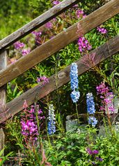 Natur im Aufstieg