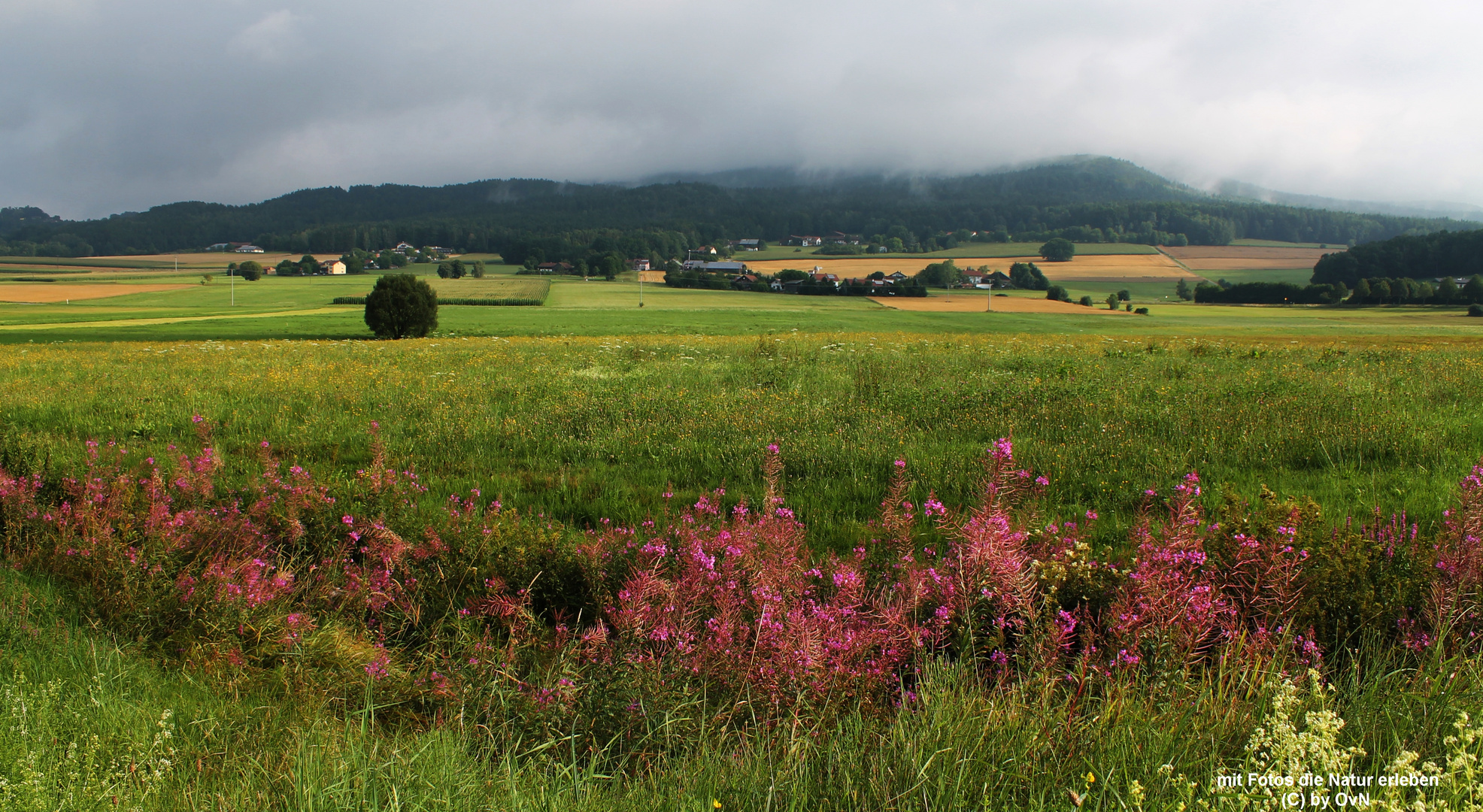 Natur im bayrischem Wald