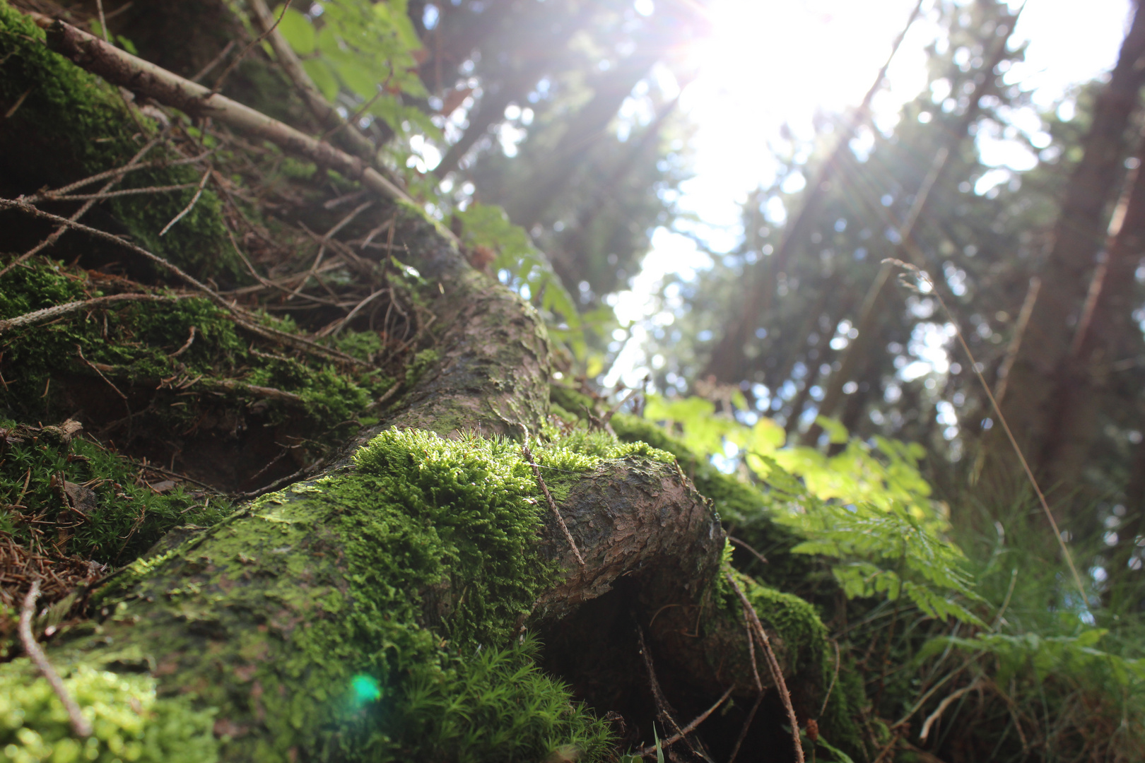 Natur im Blickpunkt