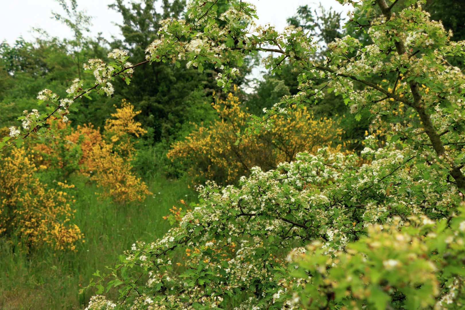 Natur im Blütenzauber