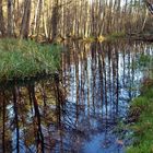 Natur im Briesetal