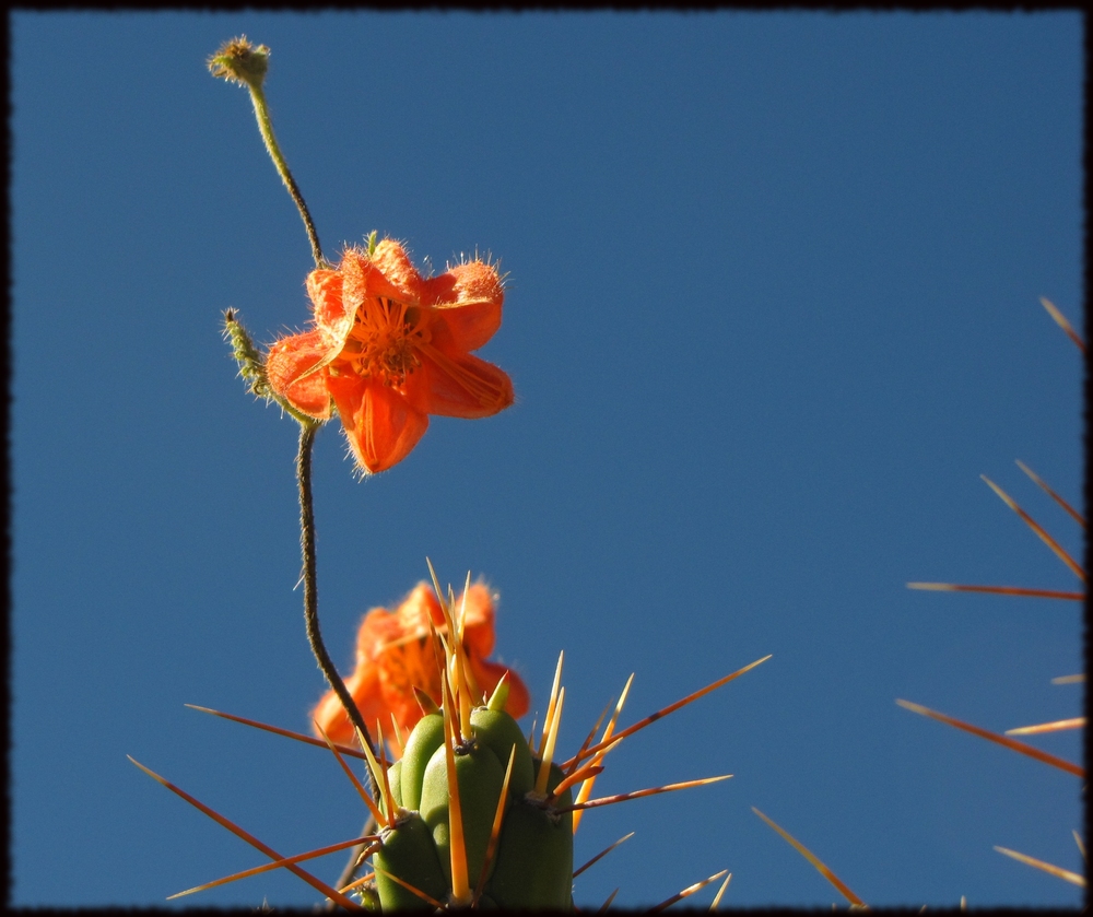 Natur im Colca Canyon