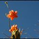 Natur im Colca Canyon