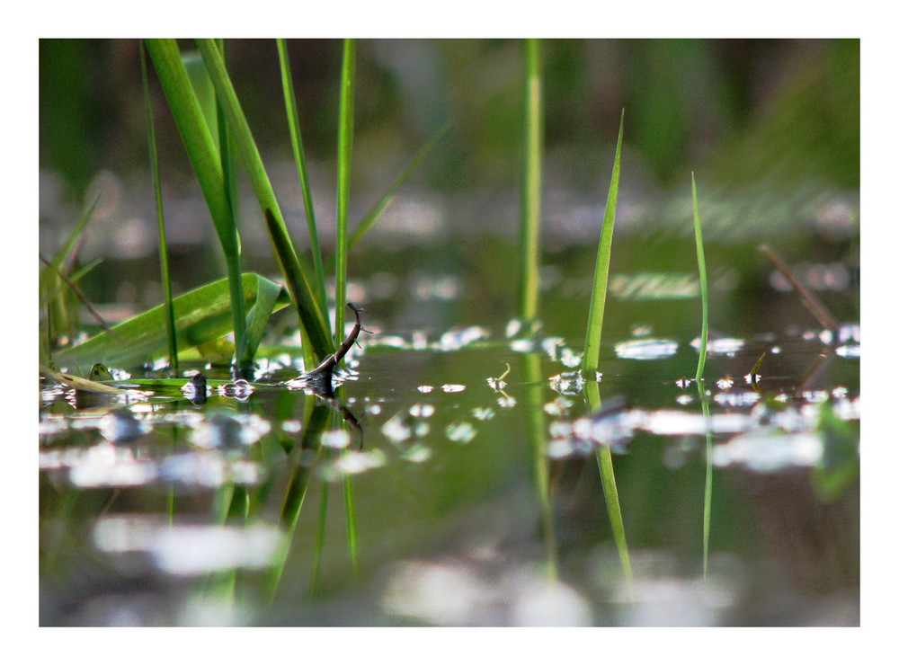 Natur im Detail