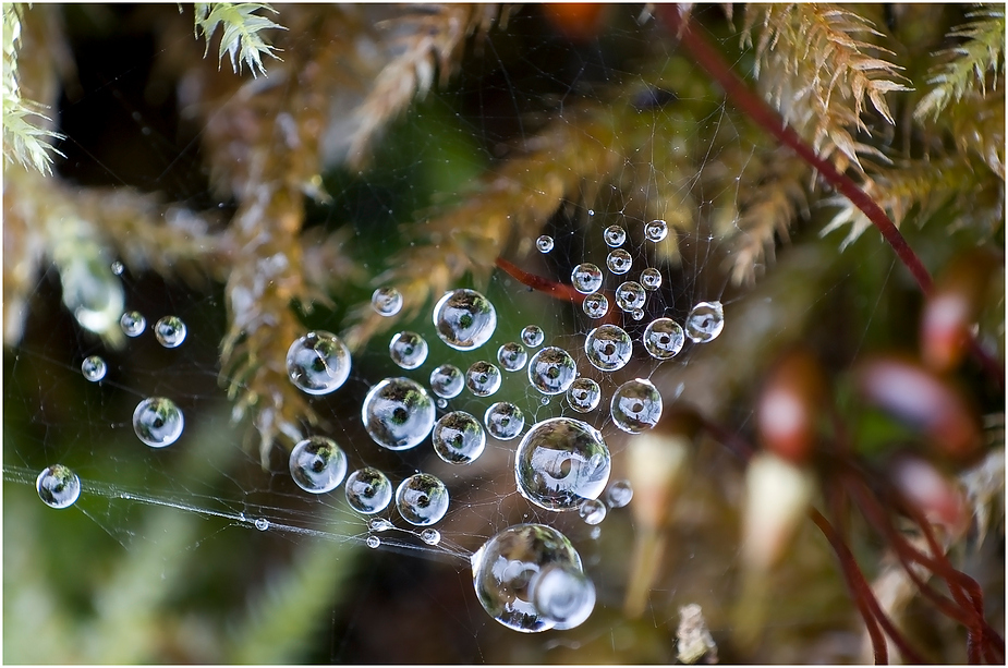 Natur im Detail.....