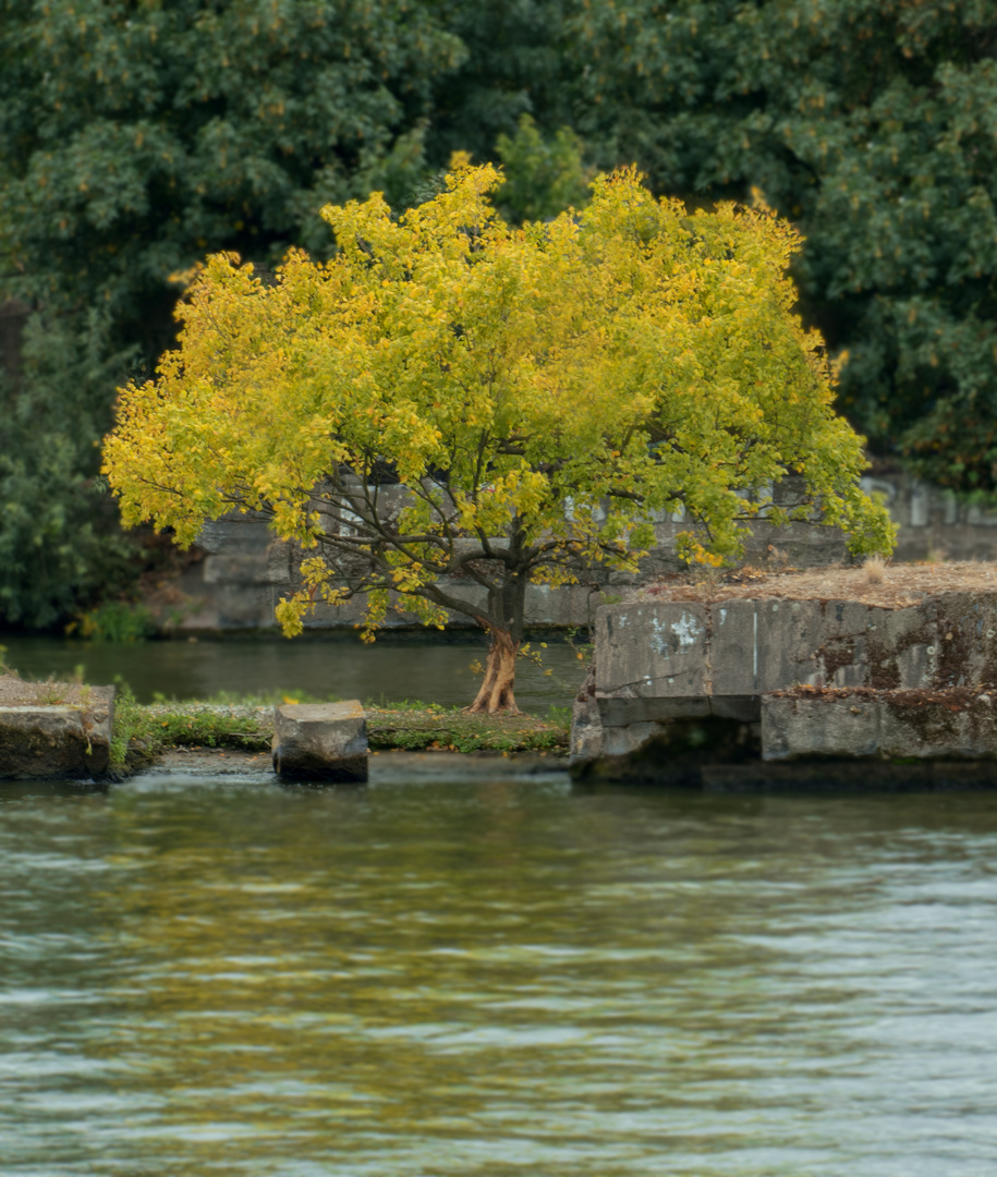 Natur im Fluss