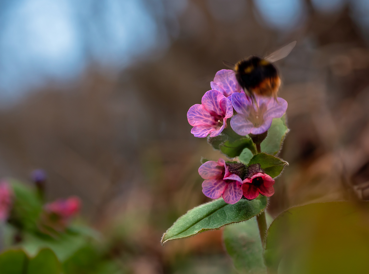 Natur im Frühling...