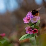 Natur im Frühling...