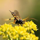 Natur im Garten