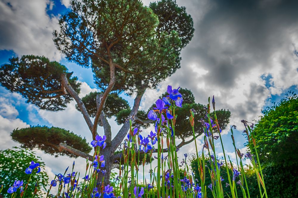 Natur Im Garten