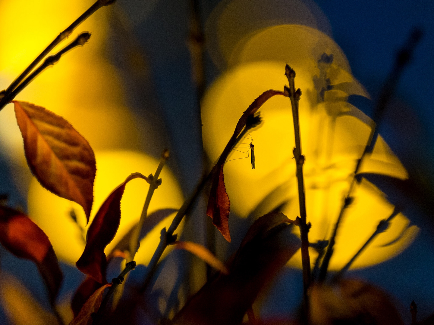 Natur im Gegenlicht der flughafenbeleuchtung