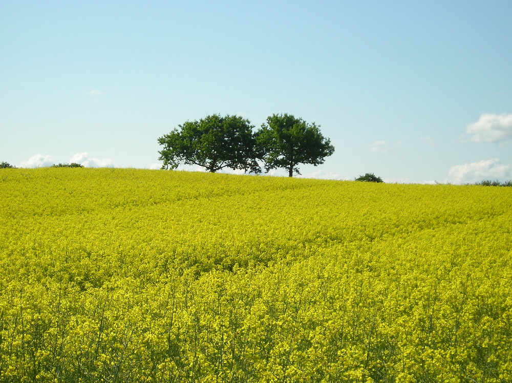 Natur im gelben Anstrich