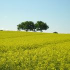 Natur im gelben Anstrich