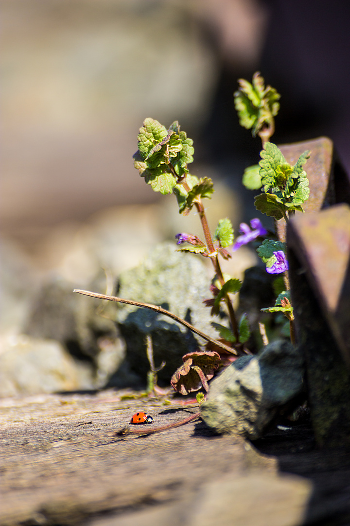 Natur im Gleis