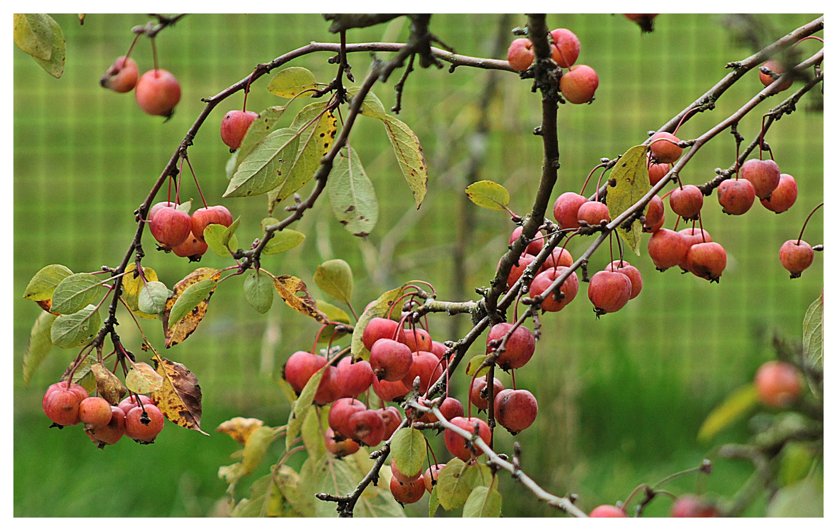 Natur im Herbst