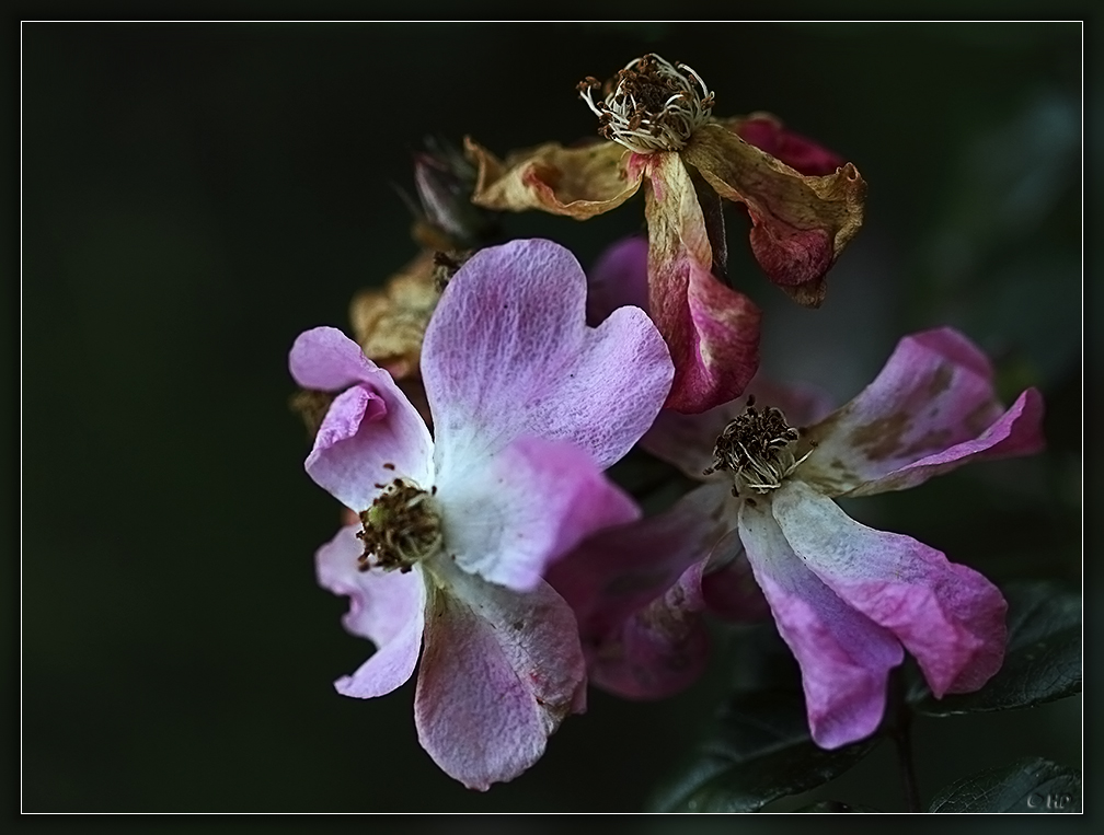 Natur im Herbst ( 2 )