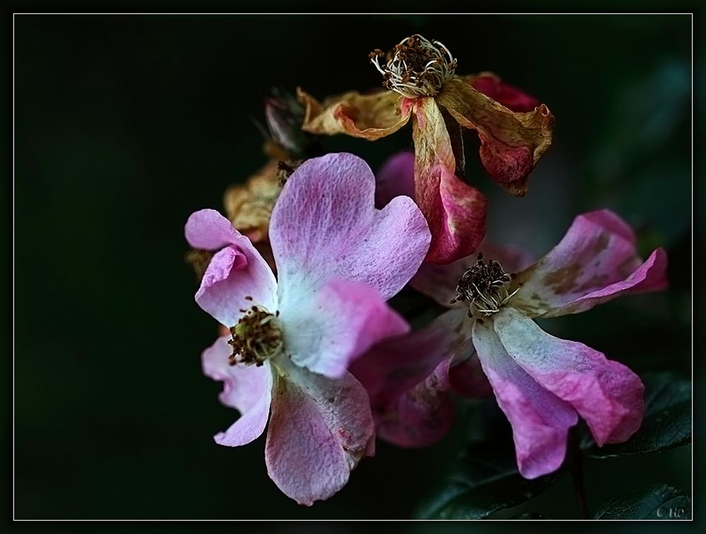 Natur im Herbst ( 2 )