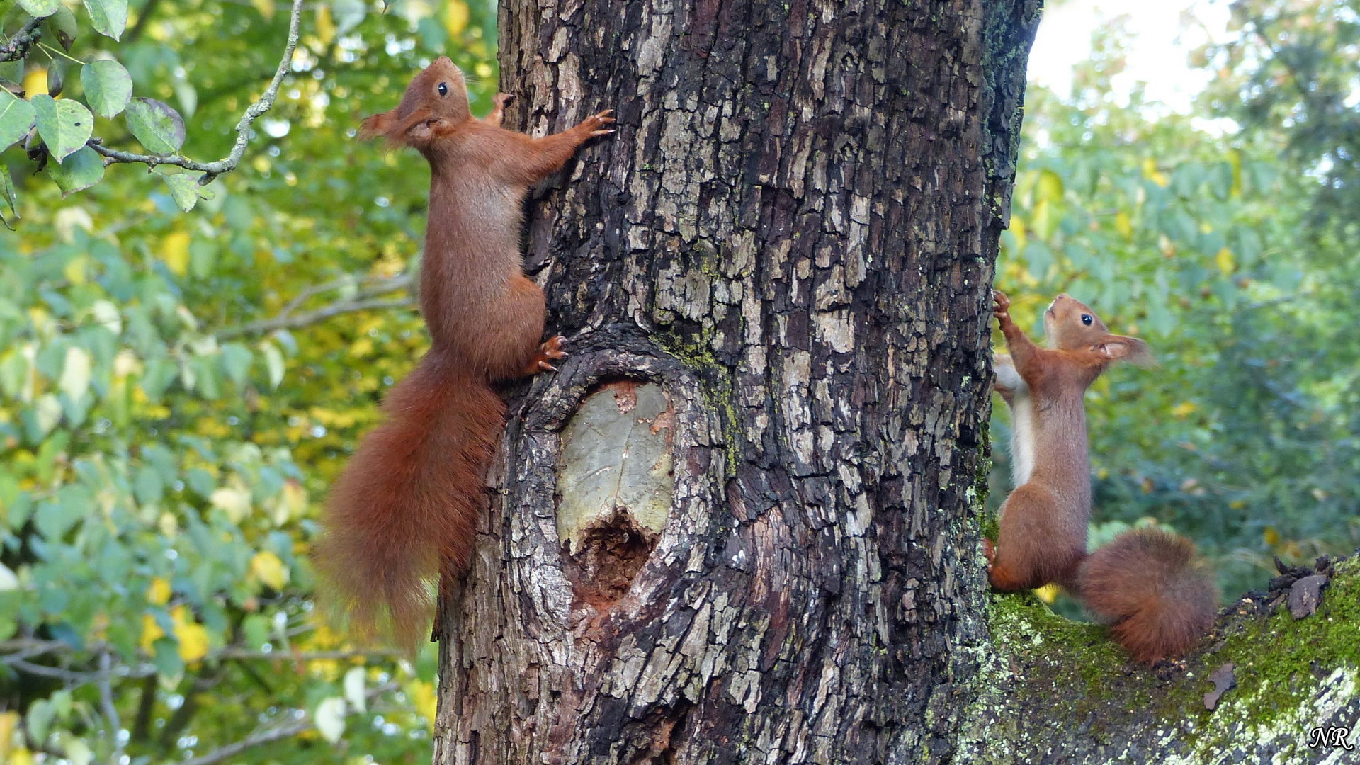 Natur im Herbst