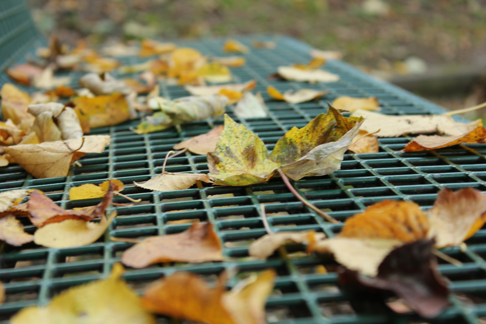 Natur im Herbst