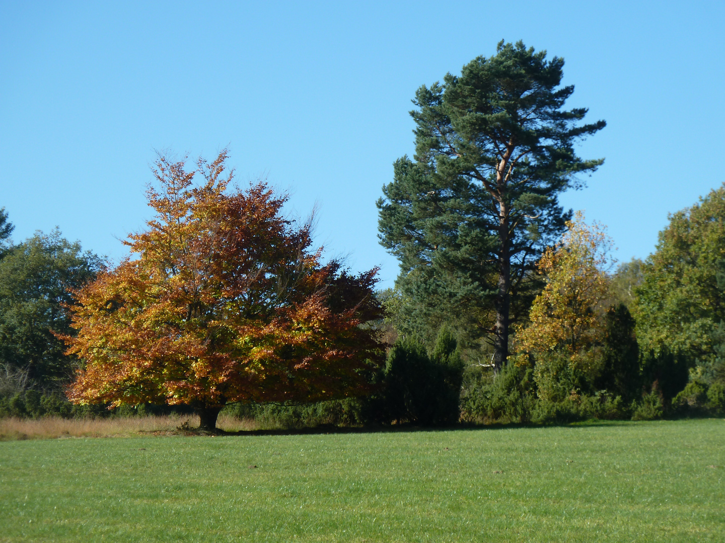 Natur im Herbst, kein Park!