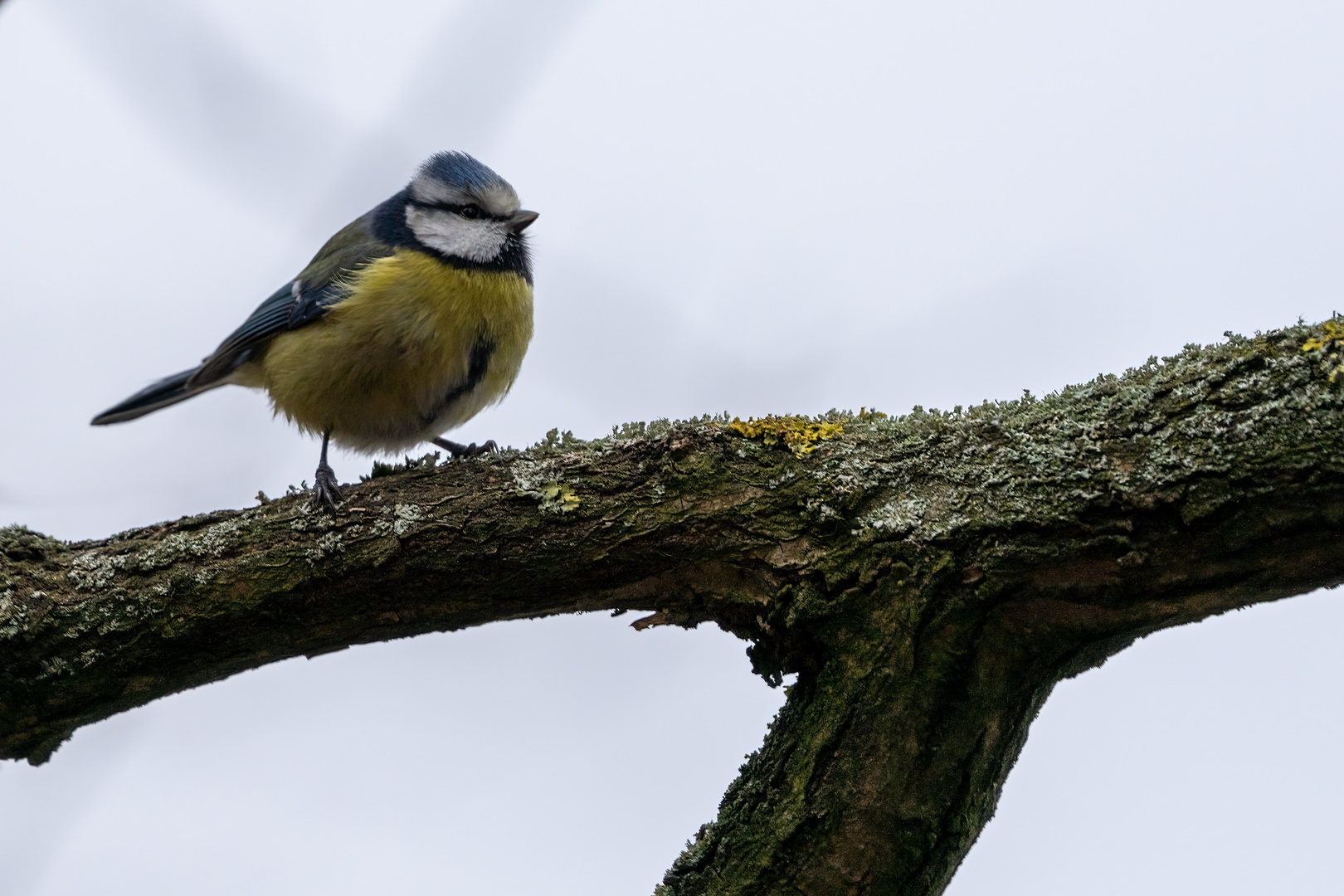 Natur im Januar 2022