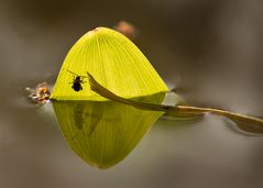 Natur im Kleinen ;-)