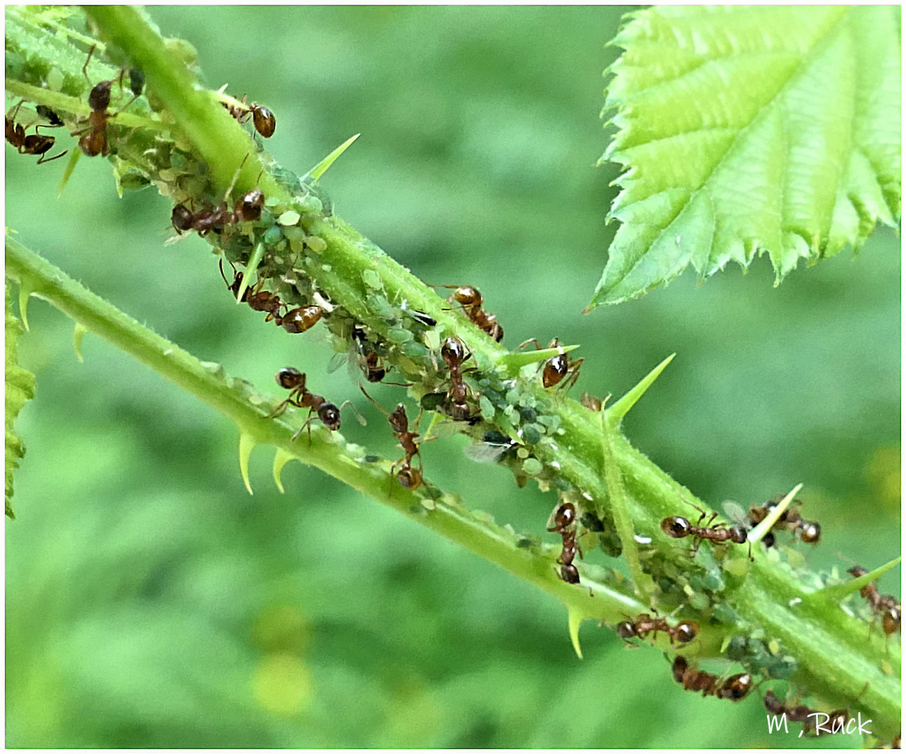 Natur im Kleinen !