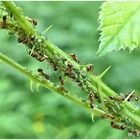 Natur im Kleinen !