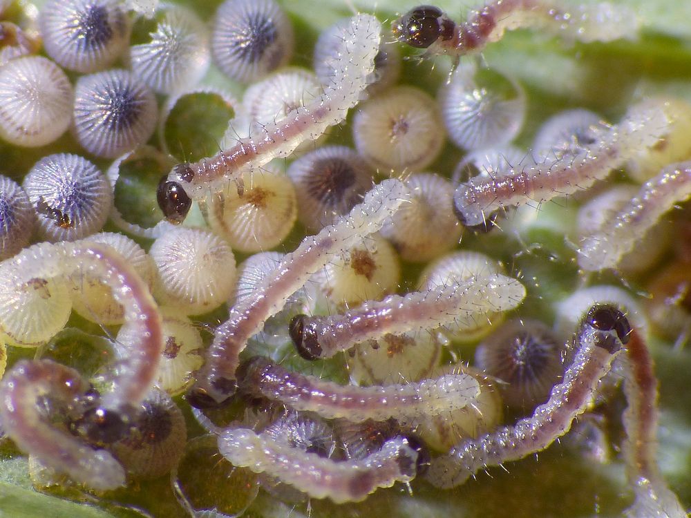 Natur im Makro erleben - Kohleulen-Raupen beim Schlüpfen aus dem Ei