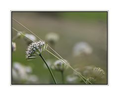 Natur im Moor erleben