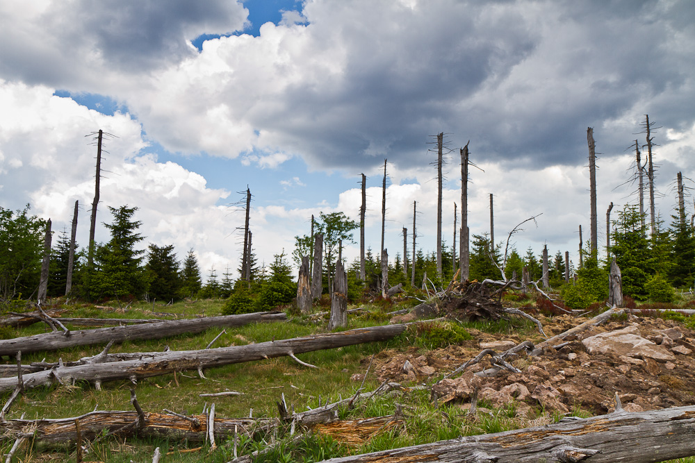 Natur im Nationalpark