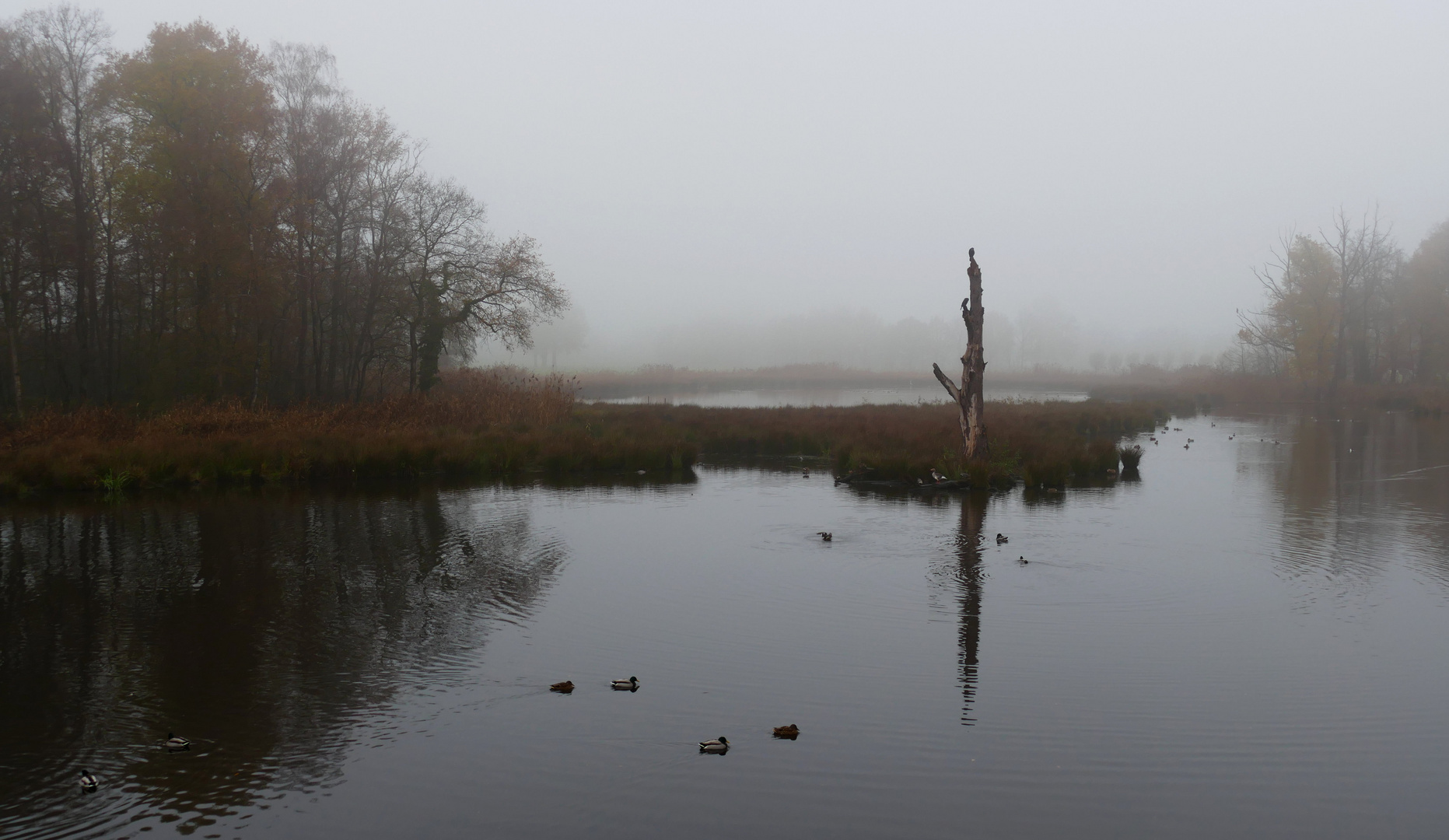 Natur im Nebel