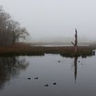 Natur im Nebel