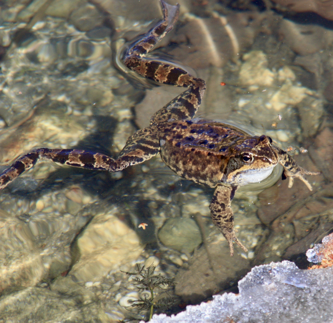 Natur im Oberwallis