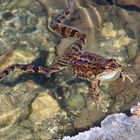 Natur im Oberwallis