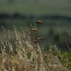 Natur im Oktober...