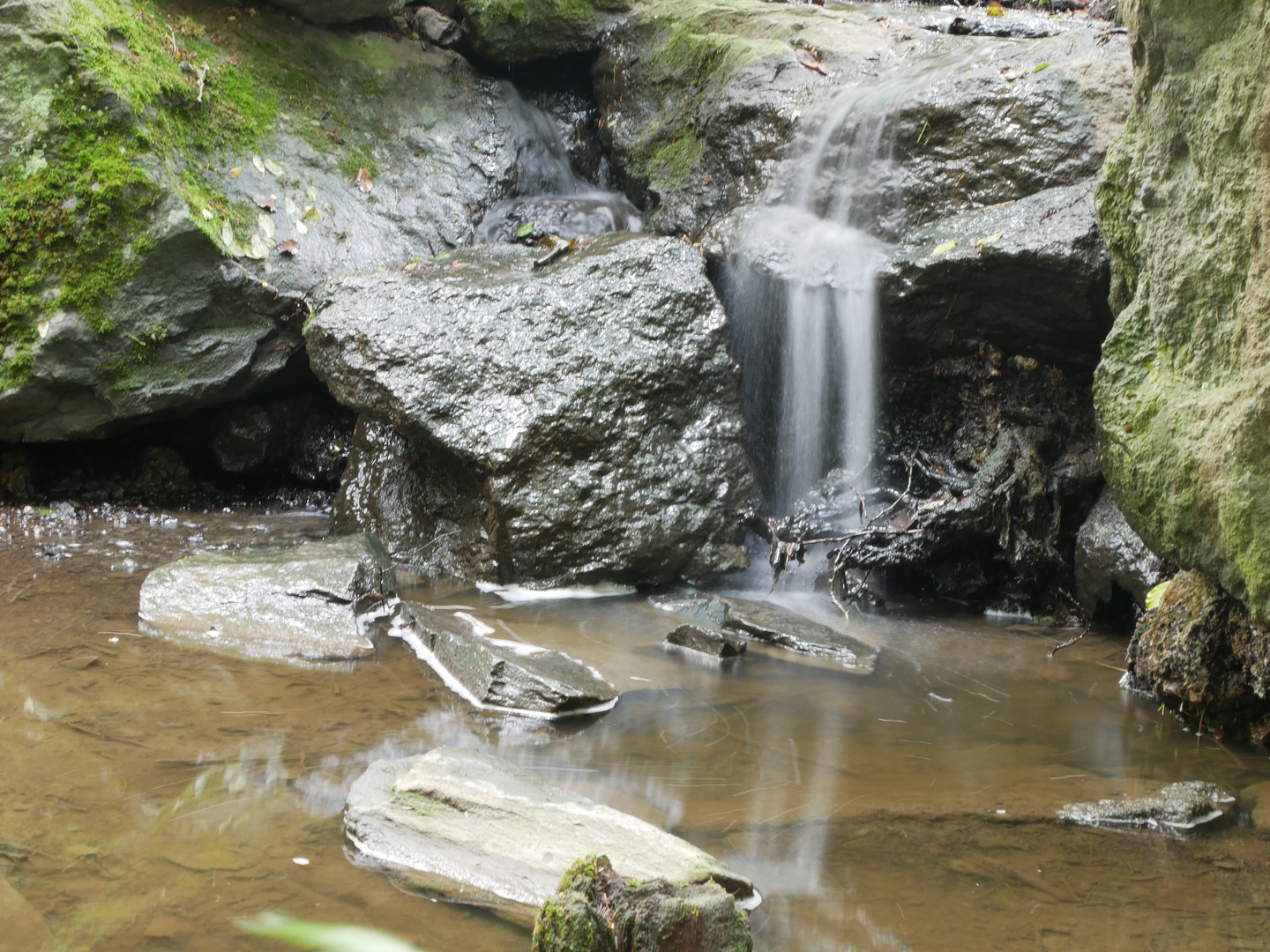 Natur im Park