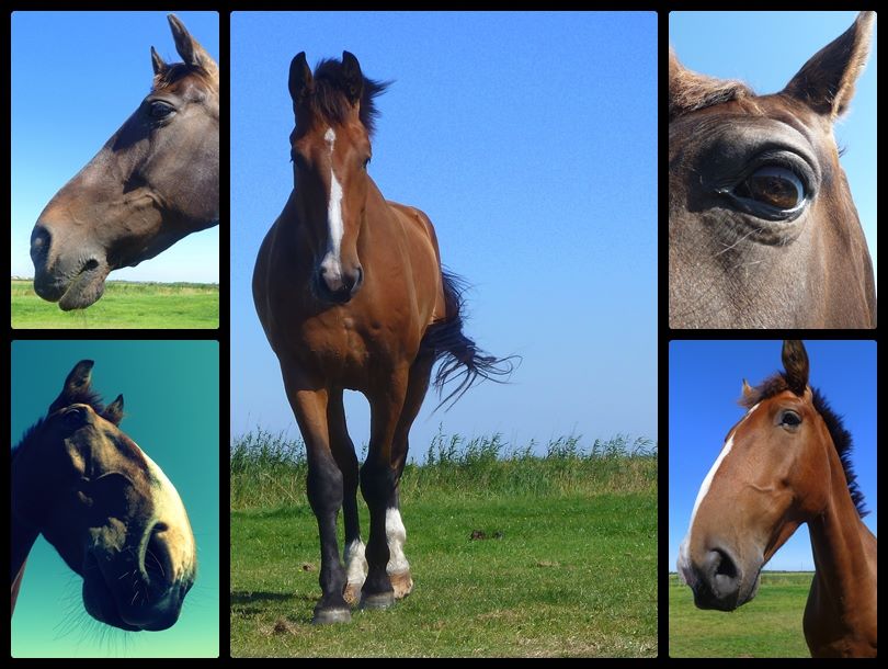 Natur - im Pferdegalopp