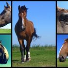 Natur - im Pferdegalopp