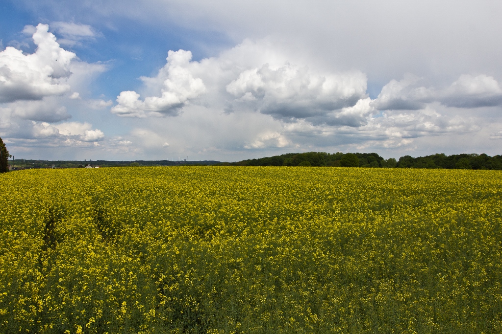 Natur im " Pott " 1