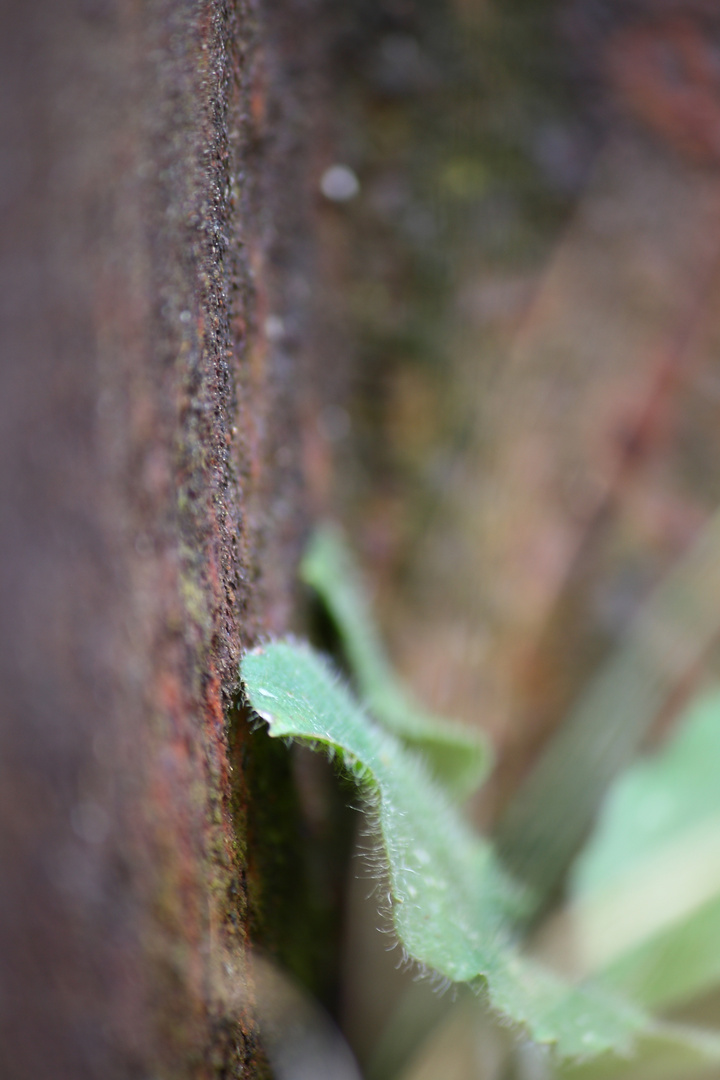 Natur im Rost Hattingen