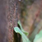 Natur im Rost Hattingen