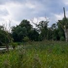 Natur im Ruhrpott