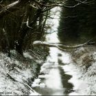 Natur im Schnee