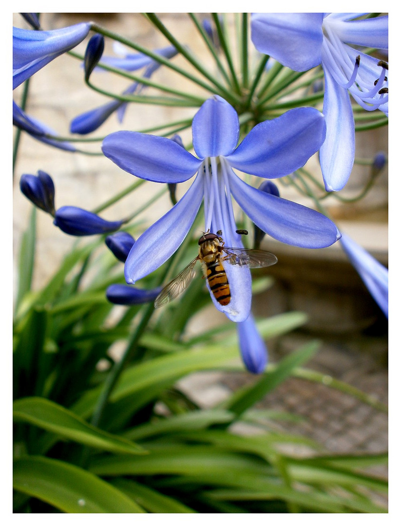 Natur im Sommer