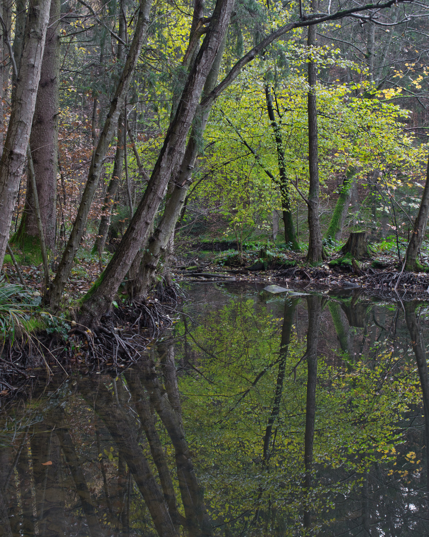 Natur im Spiegel