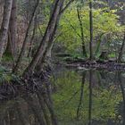 Natur im Spiegel